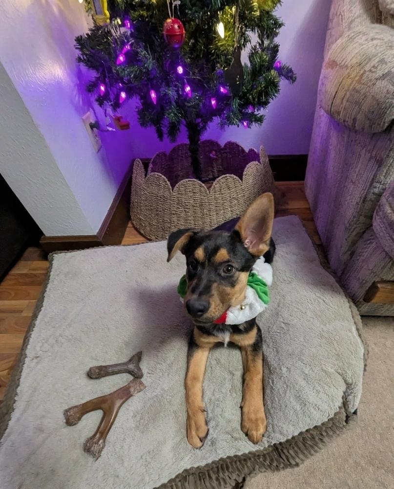 Enlarge Navy II, a Adoptable mixed breed in Fredonia, WI image 4/4