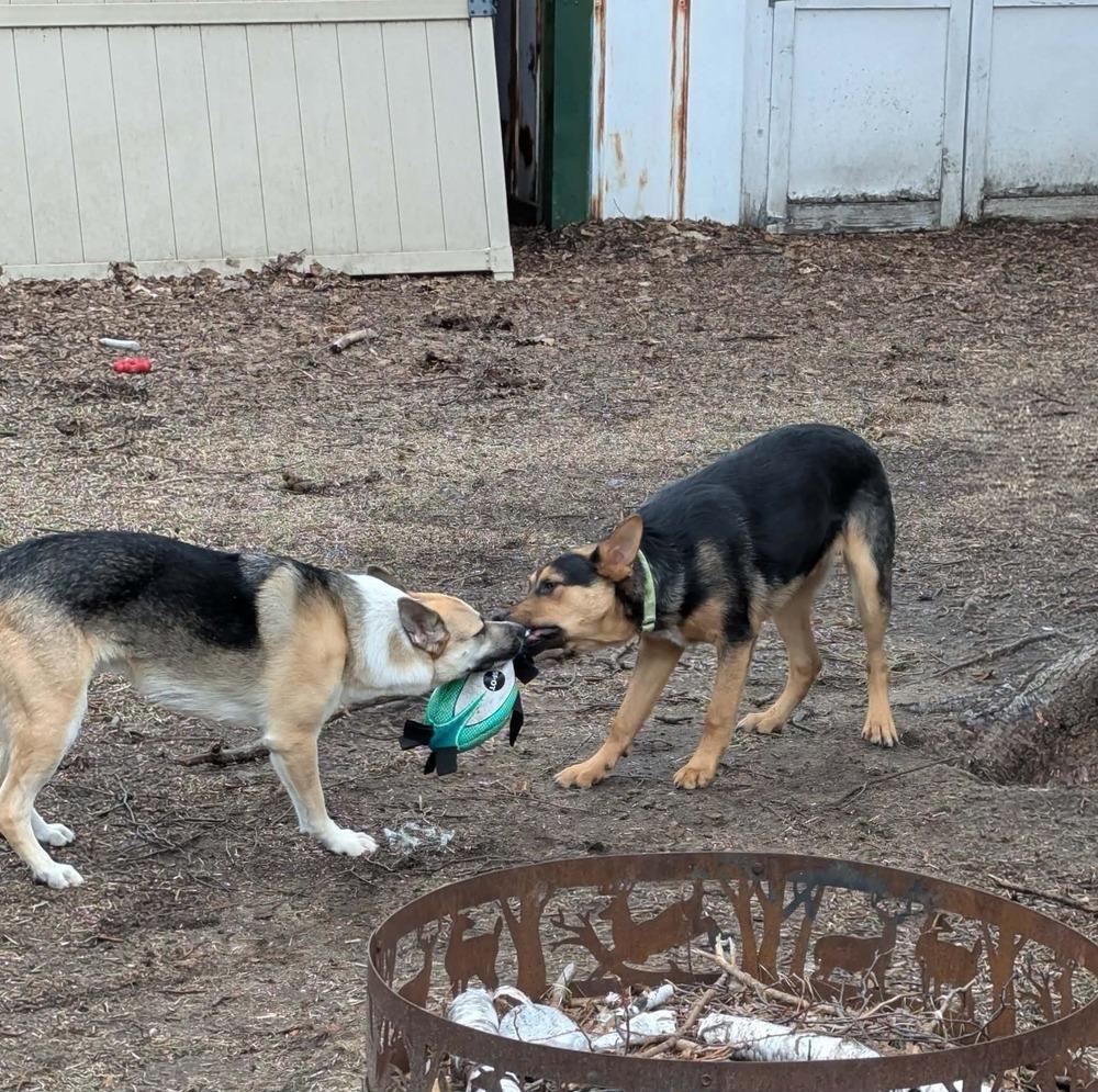 Enlarge Navy II, a Adoptable mixed breed in Fredonia, WI image 4/5