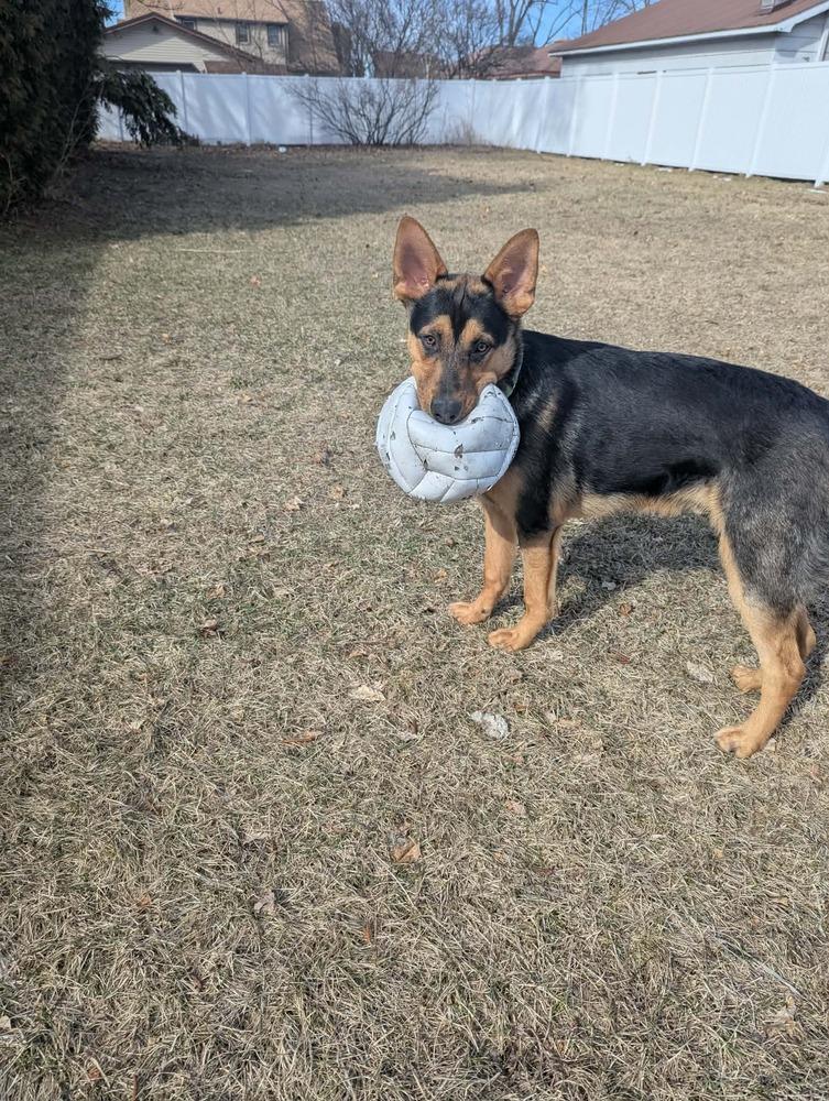 Enlarge Navy II, a Adoptable mixed breed in Fredonia, WI image 5/5