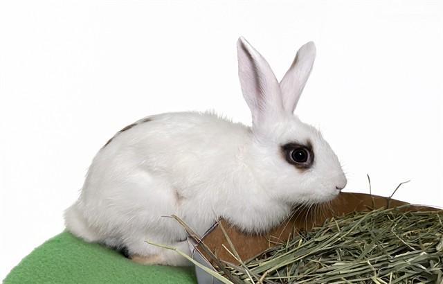 Enlarge RON, a Adoptable Bunny Rabbit in Fort Lauderdale, FL image 1/1