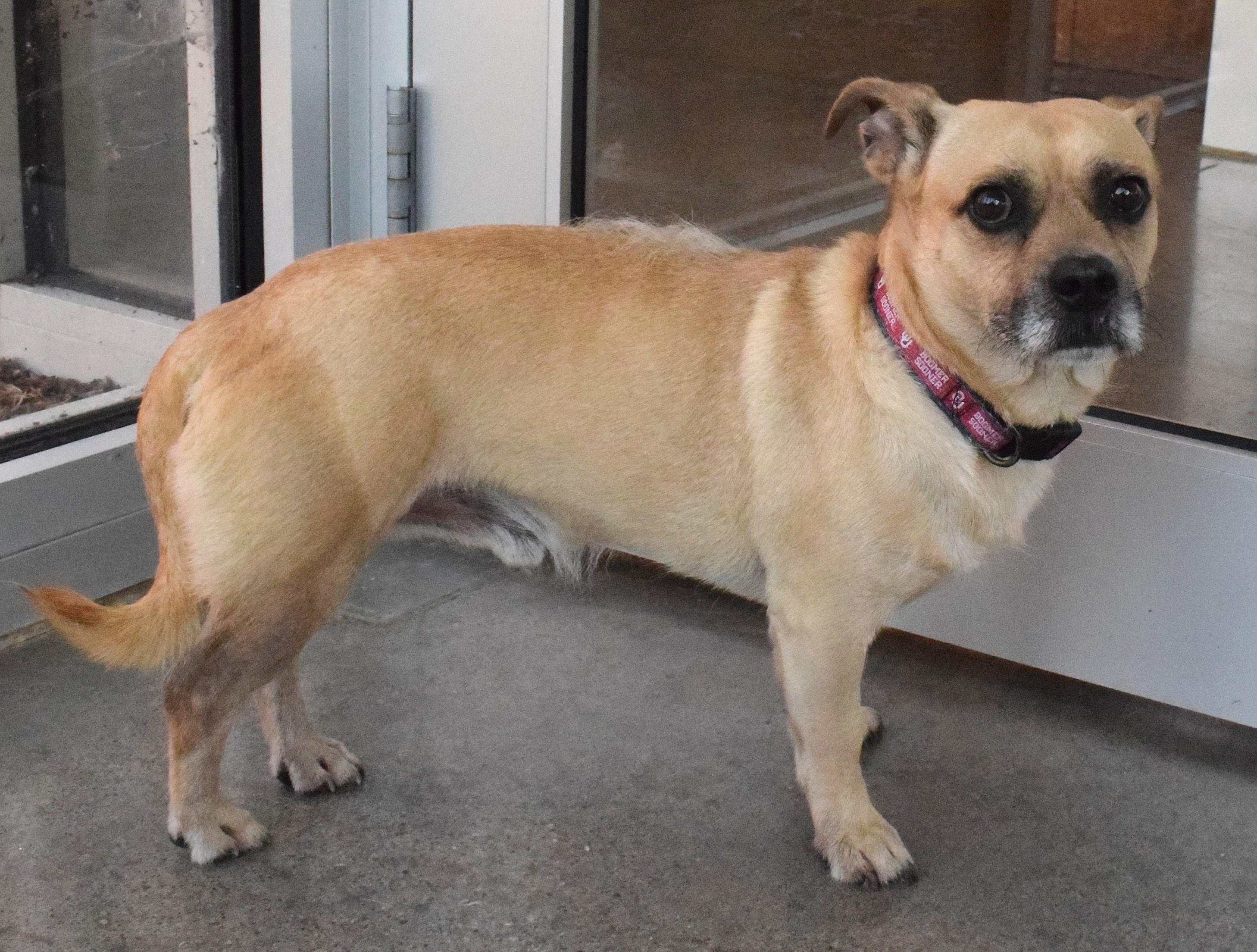 22450, ADOPTABLE, Adult Male Chihuahua.
