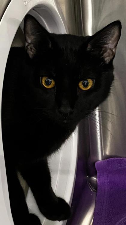 Bert, Adoptable, Adult Male Domestic Short Hair & Domestic Short Hair.