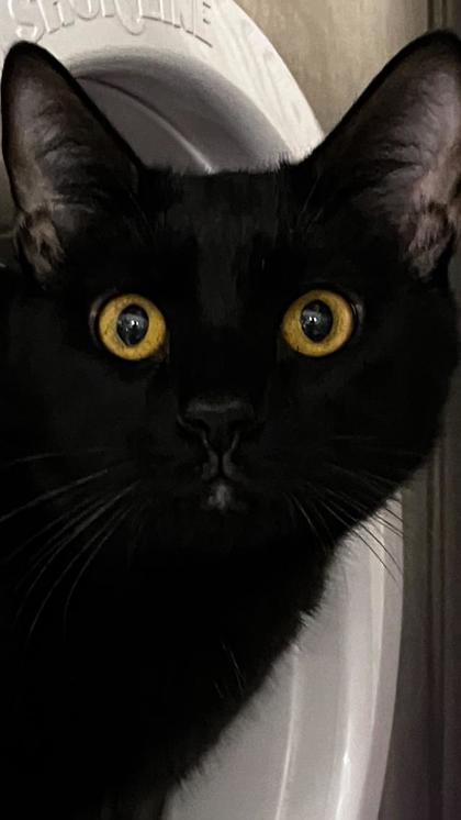 Enlarge Bert, a Adoptable mixed breed in Venice, FL image 2/2