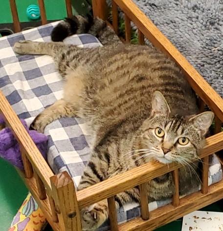 Enlarge PUMPKIN, a Adoptable Domestic Short Hair in Peoria, IL image 1/1