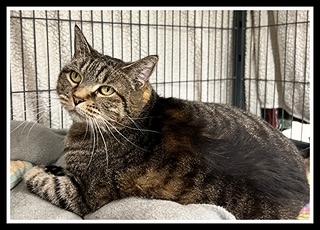 PUMPKIN, Adoptable, Adult Female Domestic Short Hair.