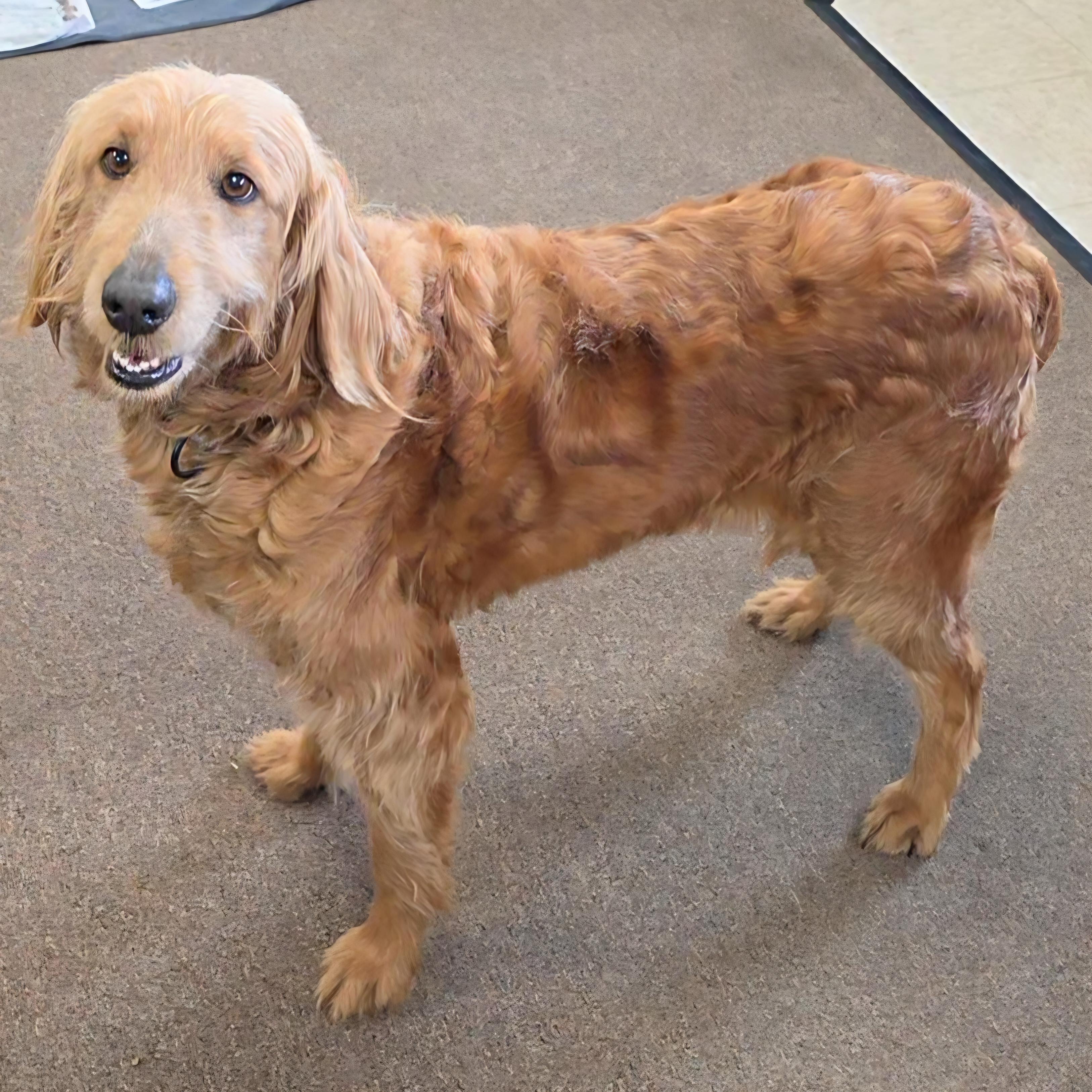 Enlarge Rosey, a ADOPTABLE mixed breed in LaGrange, IN image 2/6
