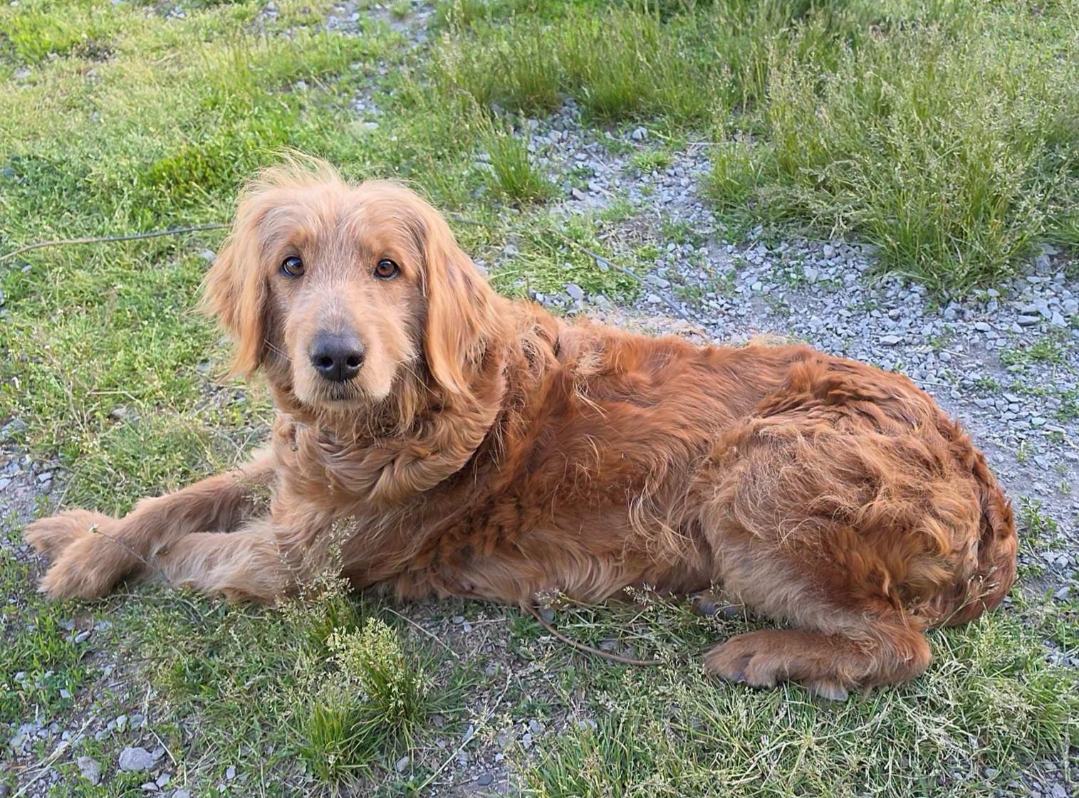Enlarge Rosey, a ADOPTABLE mixed breed in LaGrange, IN image 4/6