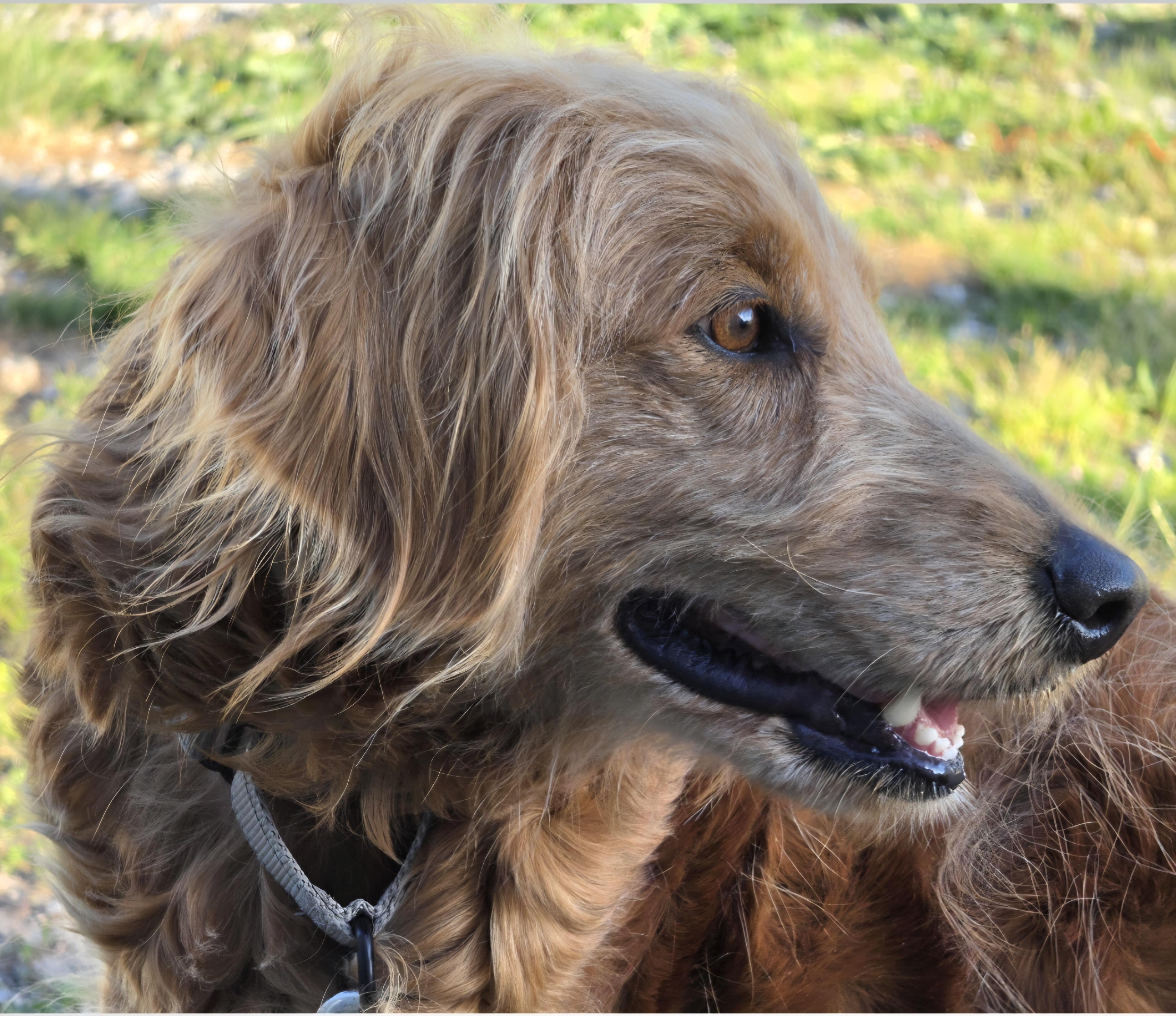 Enlarge Rosey, a ADOPTABLE mixed breed in LaGrange, IN image 3/6