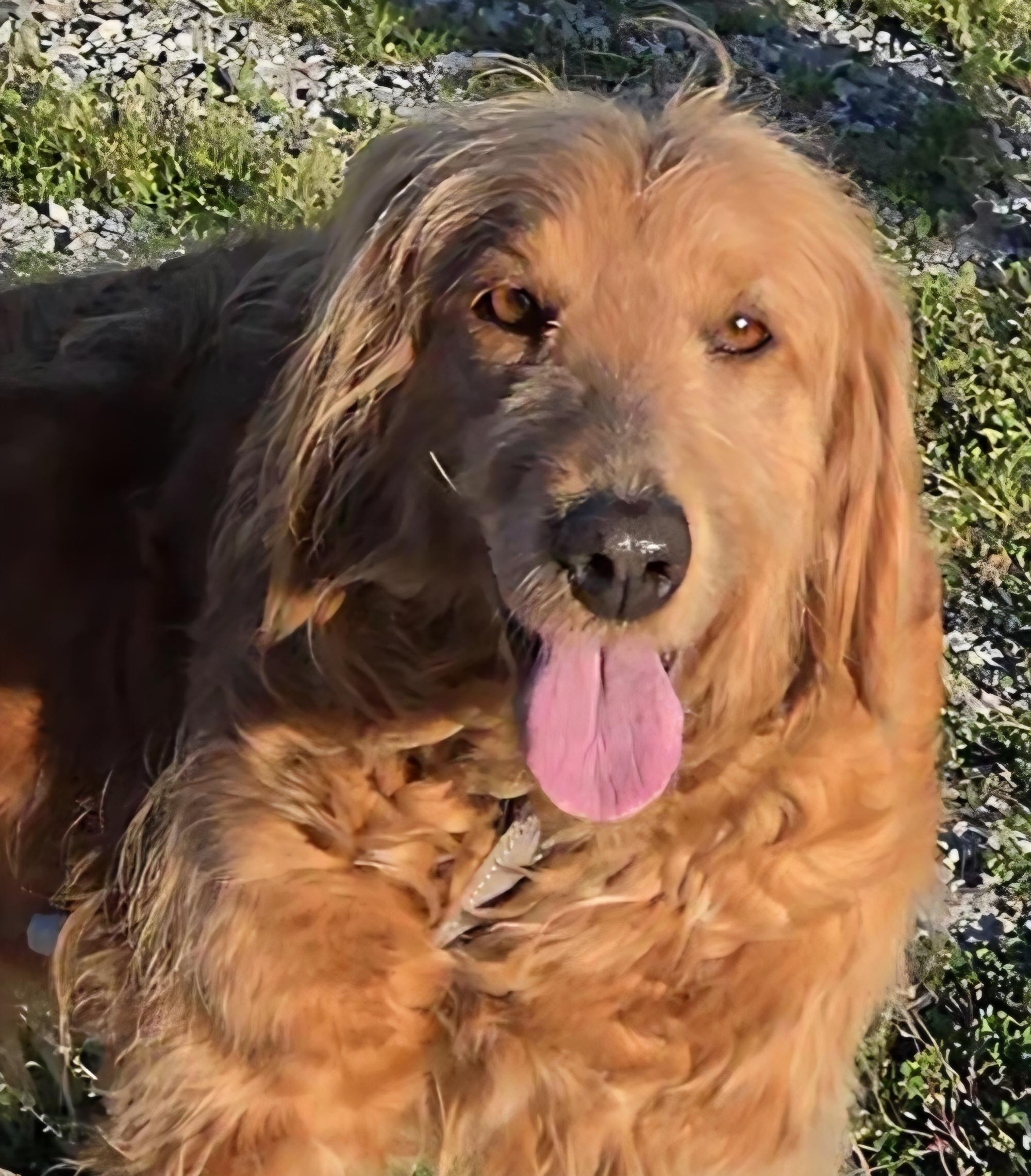 Enlarge Rosey, a ADOPTABLE mixed breed in LaGrange, IN image 6/6