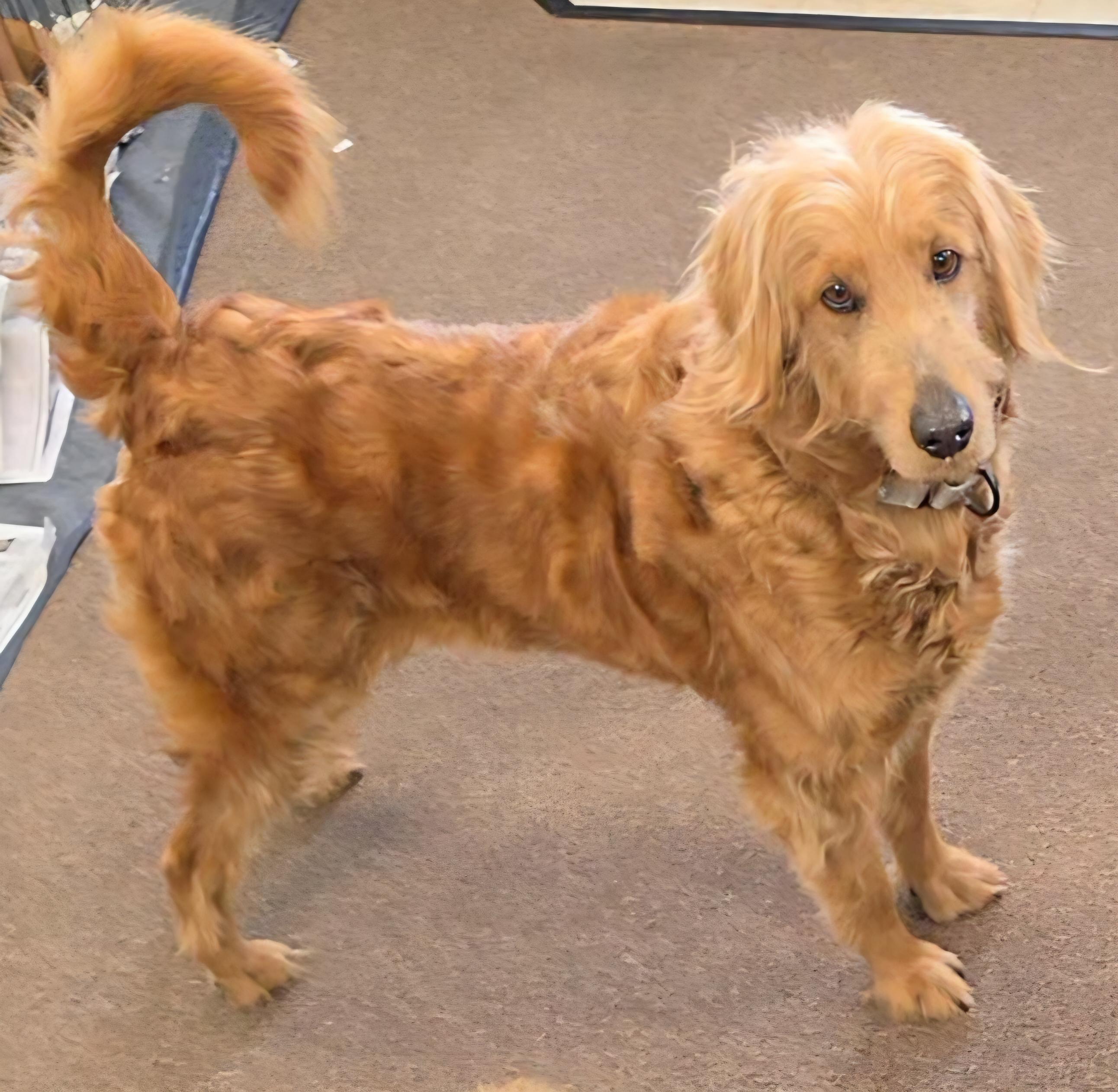 Rosey, ADOPTABLE, Adult Female Golden Retriever & Goldendoodle.