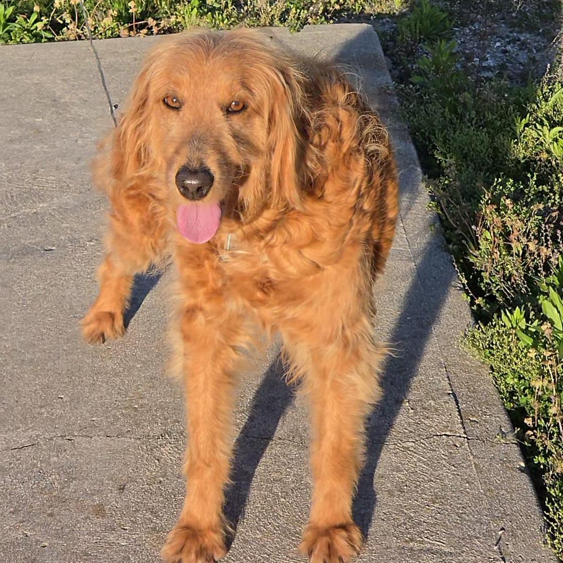 Enlarge Rosey, a ADOPTABLE mixed breed in LaGrange, IN image 5/6