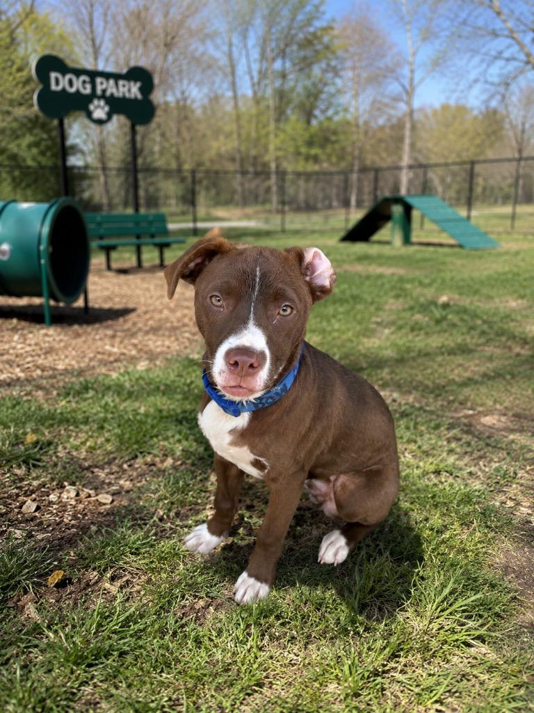 Enlarge Duke, a Adopted mixed breed in Centralia, IL image 1/1