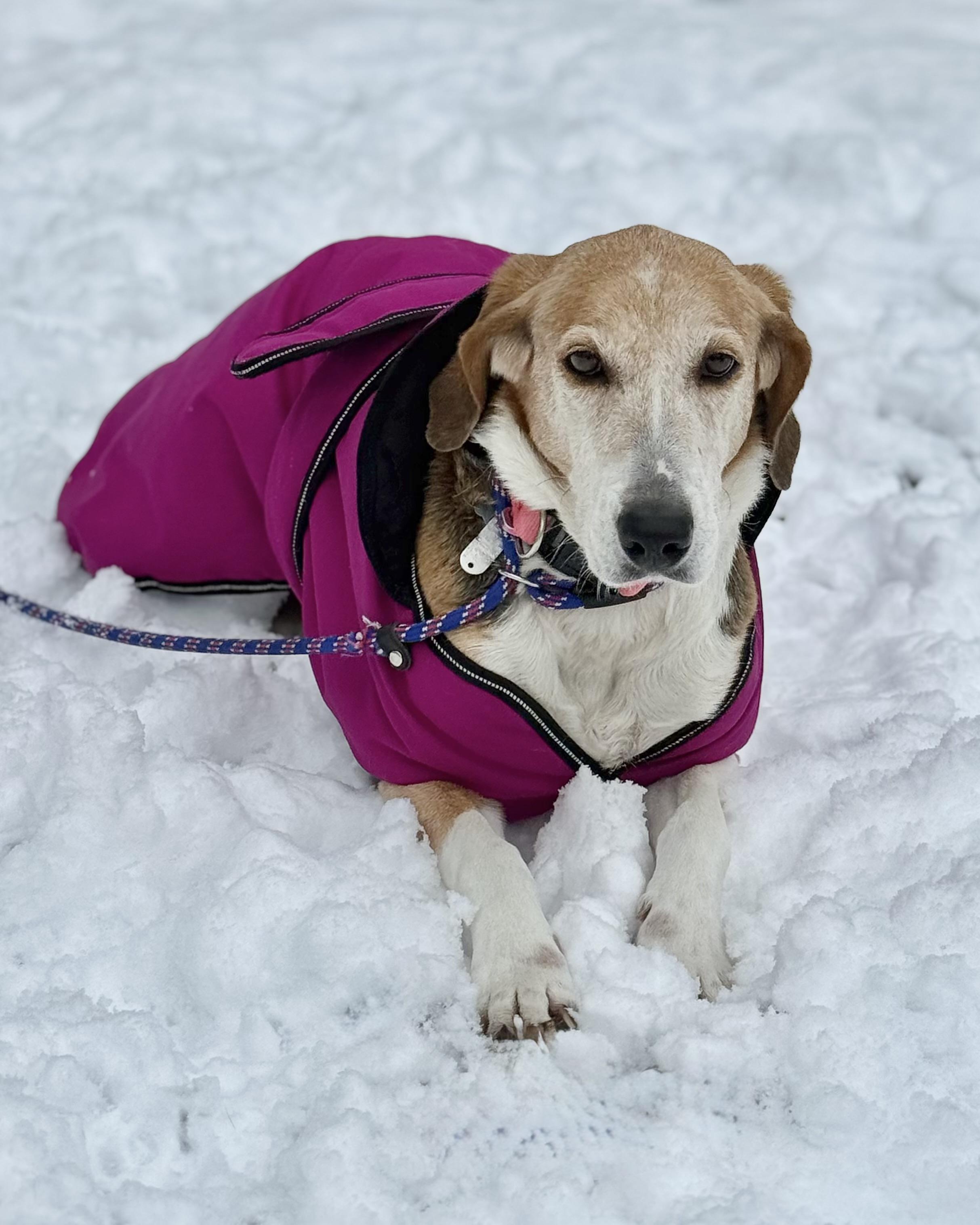 Enlarge Side Pony, a ADOPTABLE mixed breed in New York, NY image 2/6