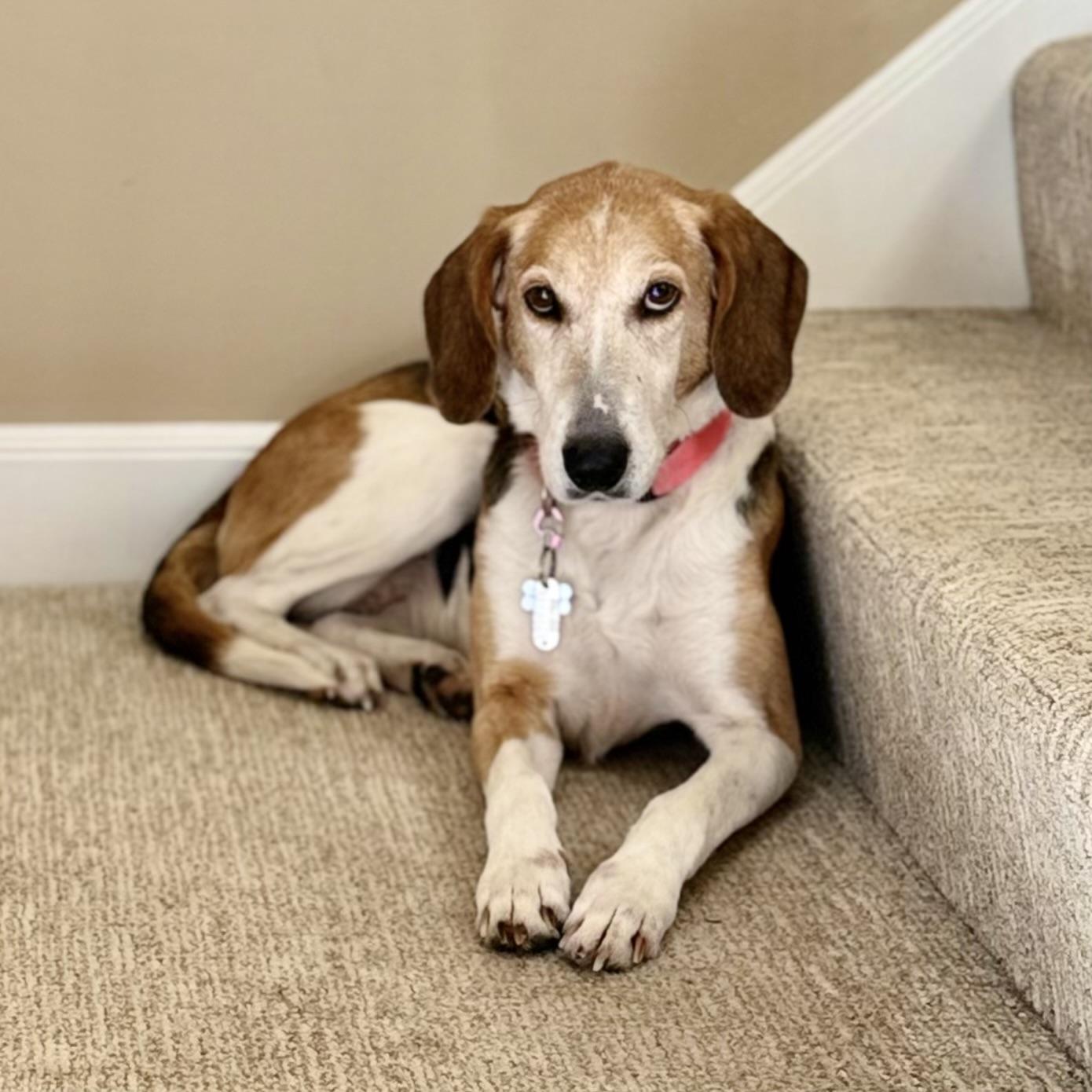 Side Pony, ADOPTABLE, Adult Female Treeing Walker Coonhound.