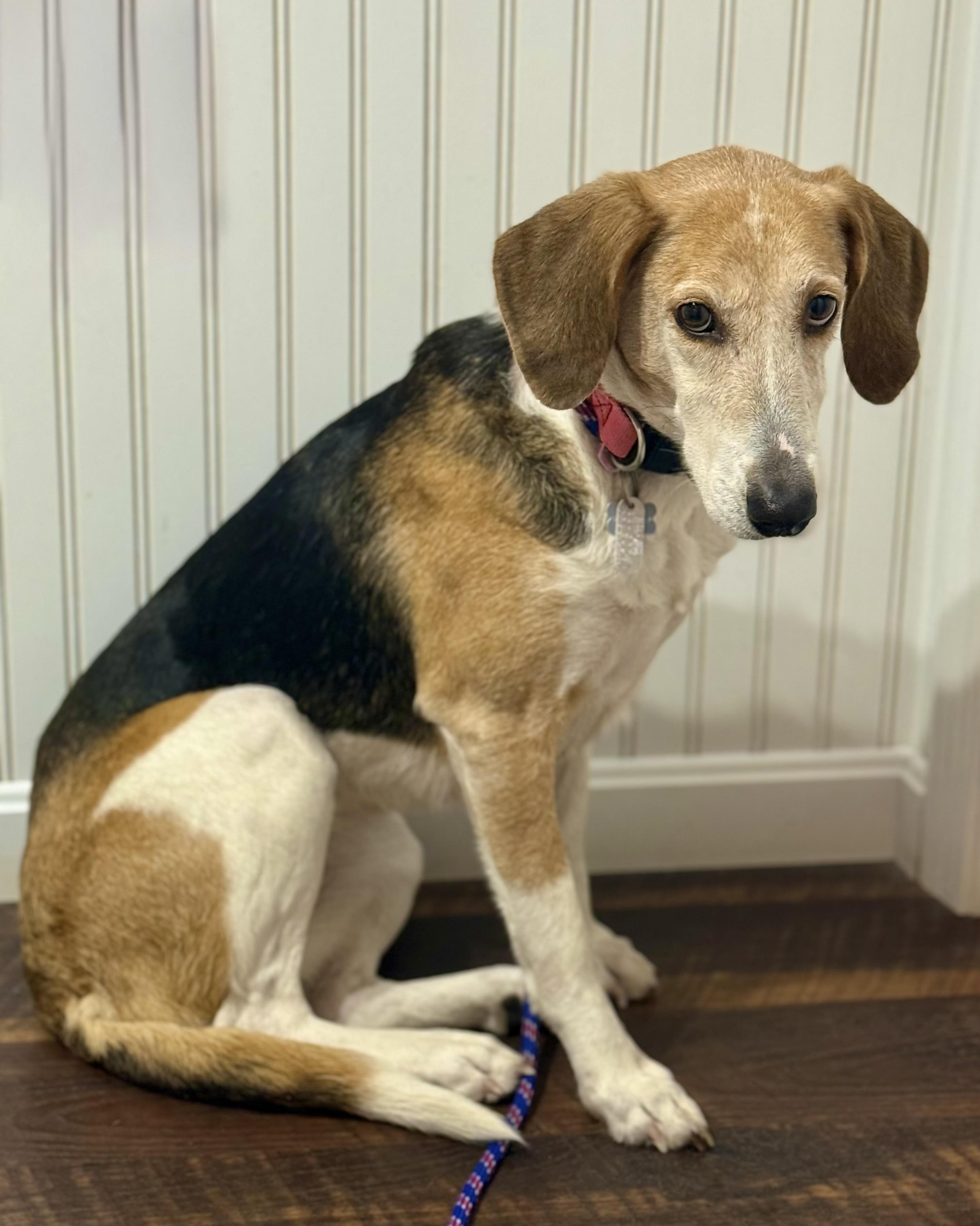 Enlarge Side Pony, a ADOPTABLE mixed breed in New York, NY image 3/6