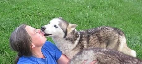 Enlarge Nubb, a ADOPTABLE mixed breed in Clinton, ME image 3/3