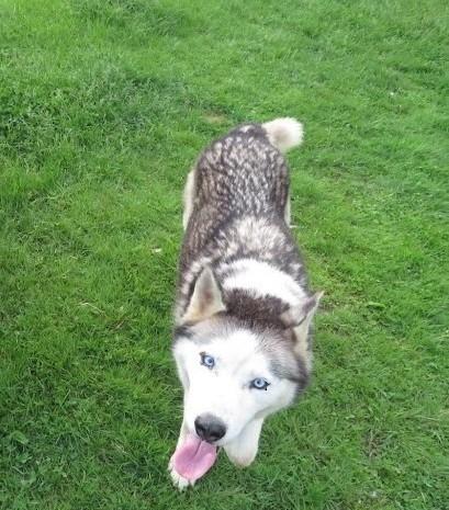 Enlarge Nubb, a ADOPTABLE mixed breed in Clinton, ME image 1/3