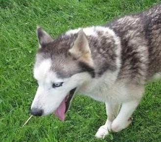 Enlarge Nubb, a ADOPTABLE mixed breed in Clinton, ME image 2/3