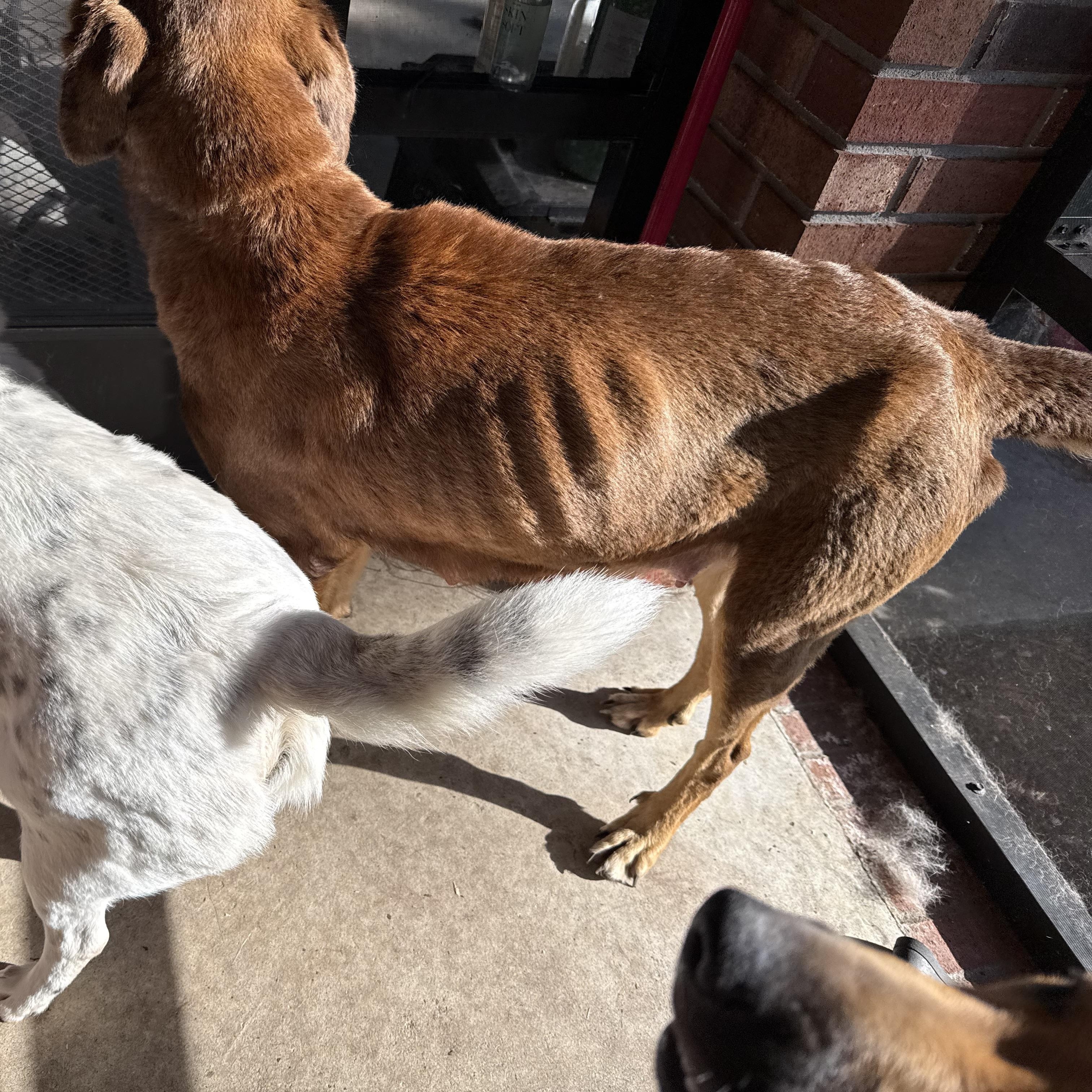 Enlarge Becky, a Adoptable mixed breed in Folkston, GA image 3/3