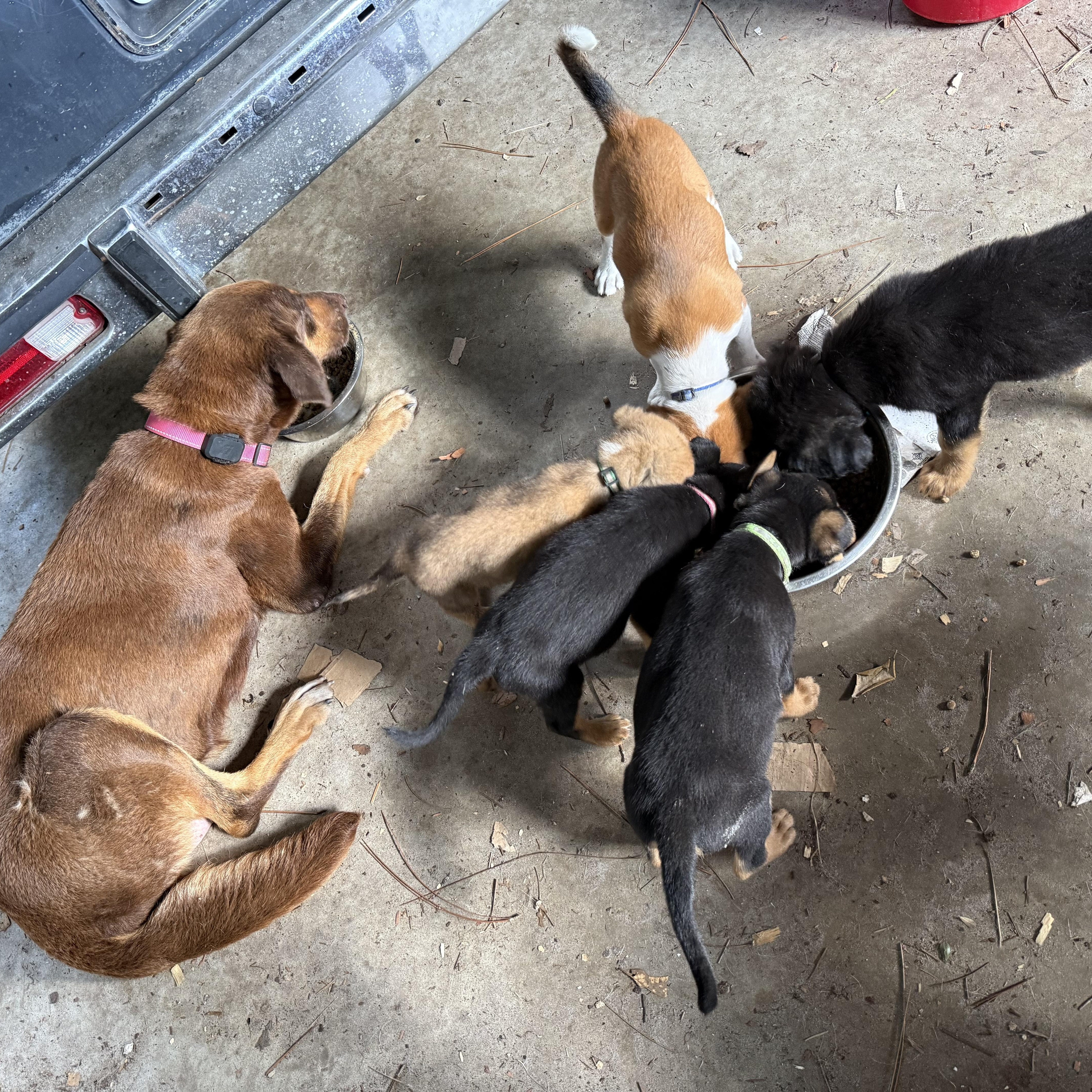 Enlarge Becky, a Adoptable mixed breed in Folkston, GA image 2/3