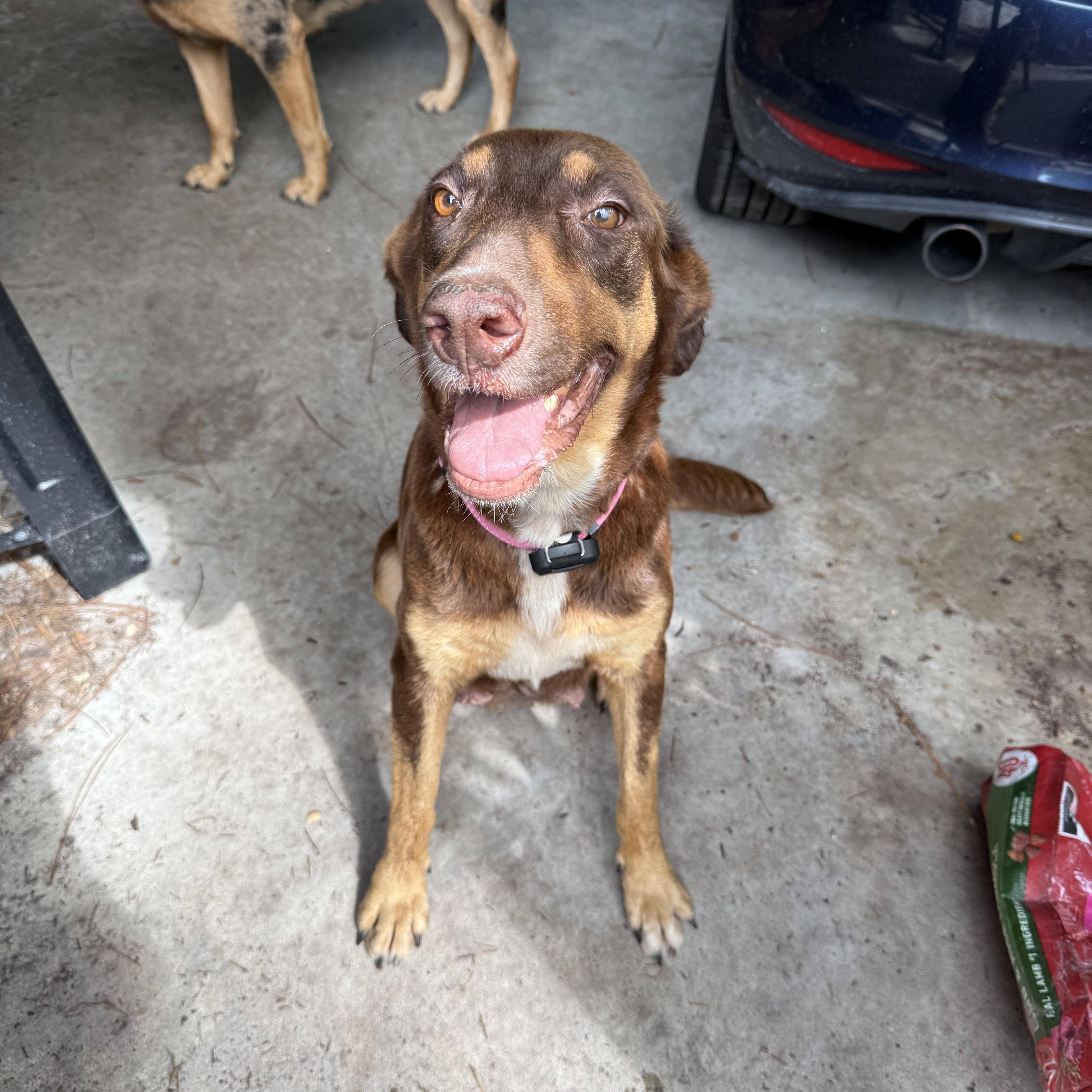 Becky, Adoptable, Adult Female German Shepherd Dog.