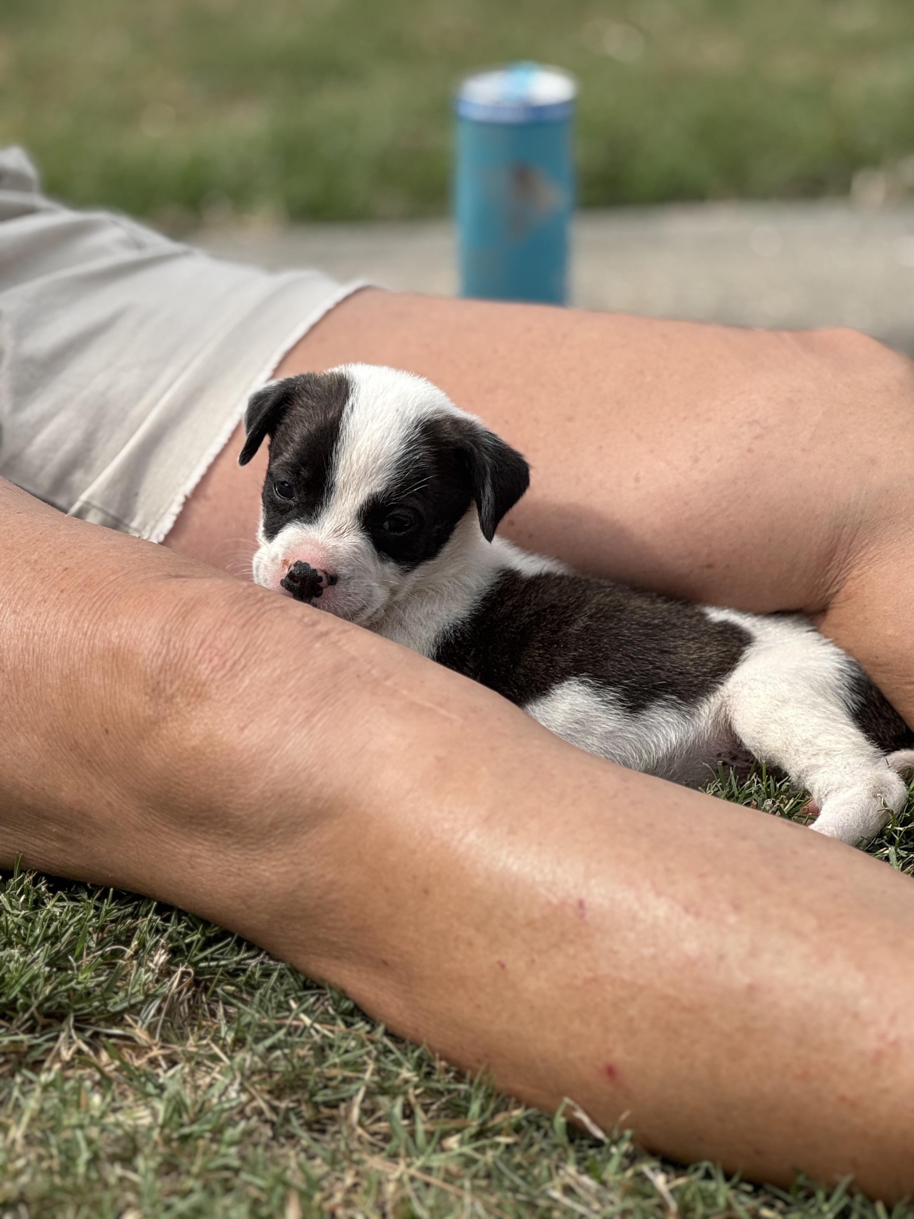 Enlarge Bindi, a Adoptable mixed breed in Mount Meigs, AL image 1/4