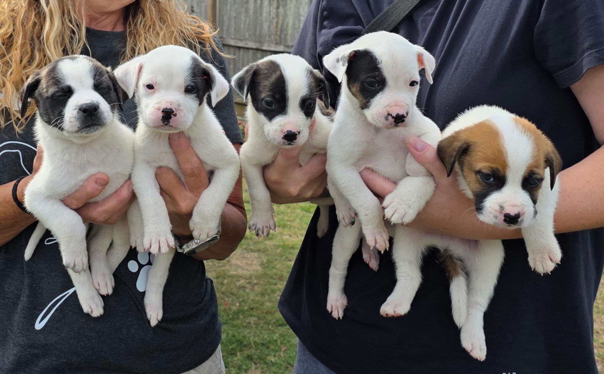 Enlarge Bindi, a Adoptable mixed breed in Mount Meigs, AL image 3/4