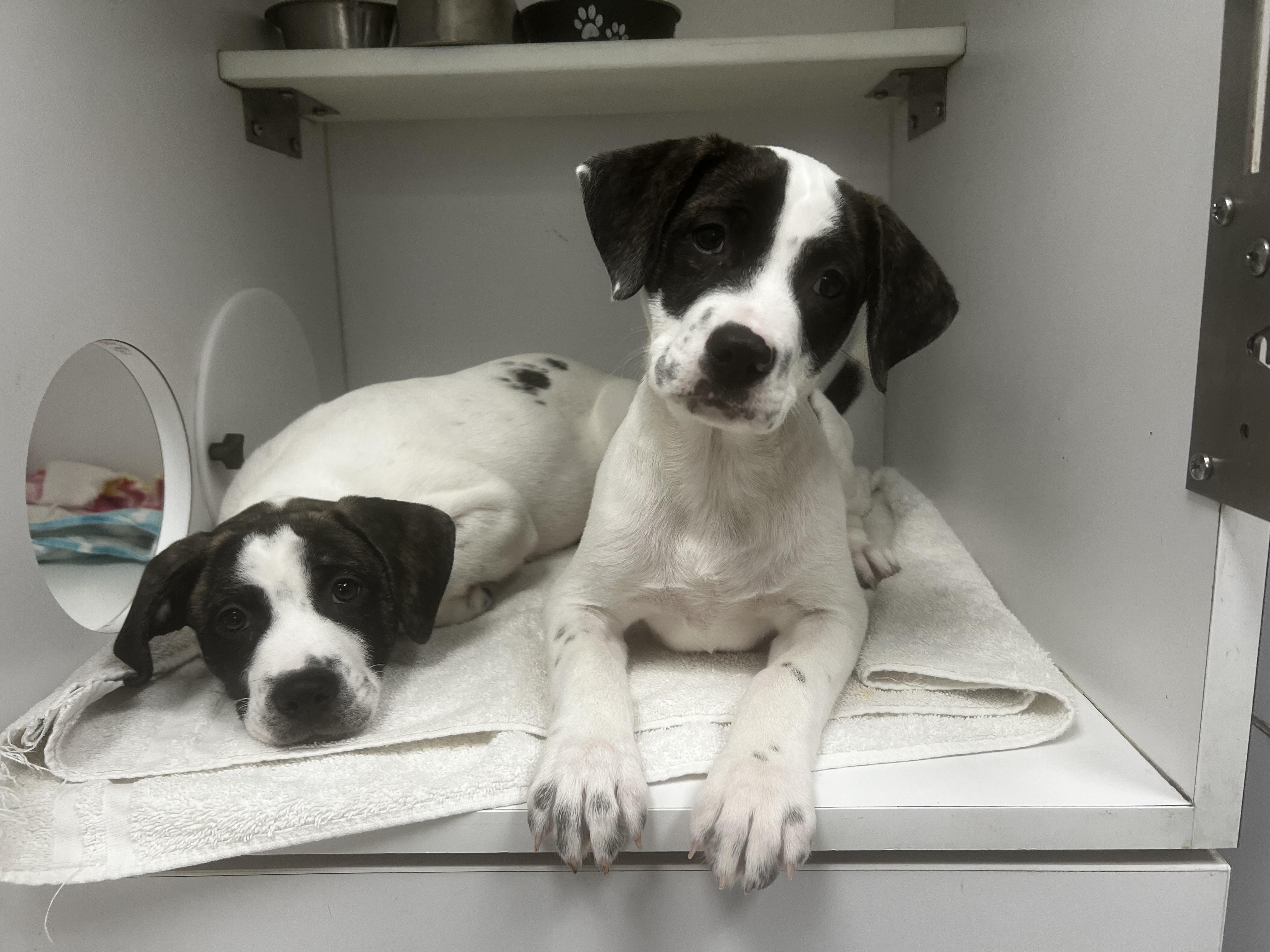 Bindi, Adoptable, Puppy Female Anatolian Shepherd & American Bulldog.