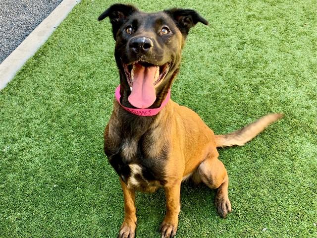 Enlarge JANEY, a Adoptable mixed breed in Moreno Valley, CA image 1/1