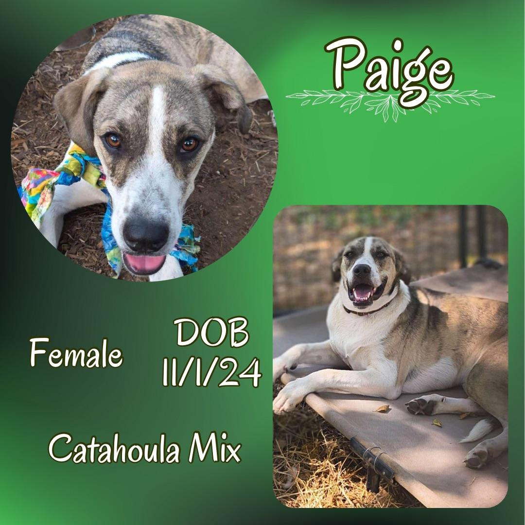Enlarge Paige, a Adoptable mixed breed in Shreveport, LA image 1/1