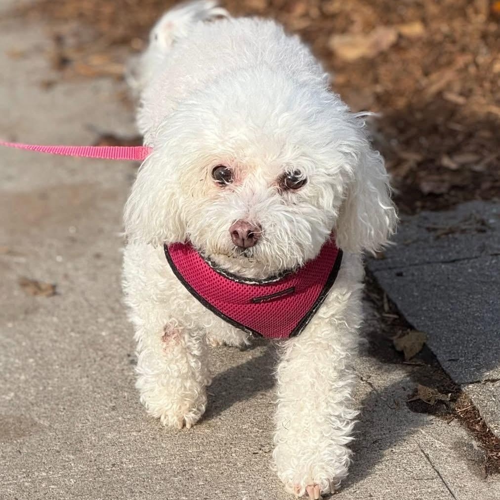 Maggie $99 ADOPTION FEE, a Adoptable mixed breed in Scarborough, ON image 3/6