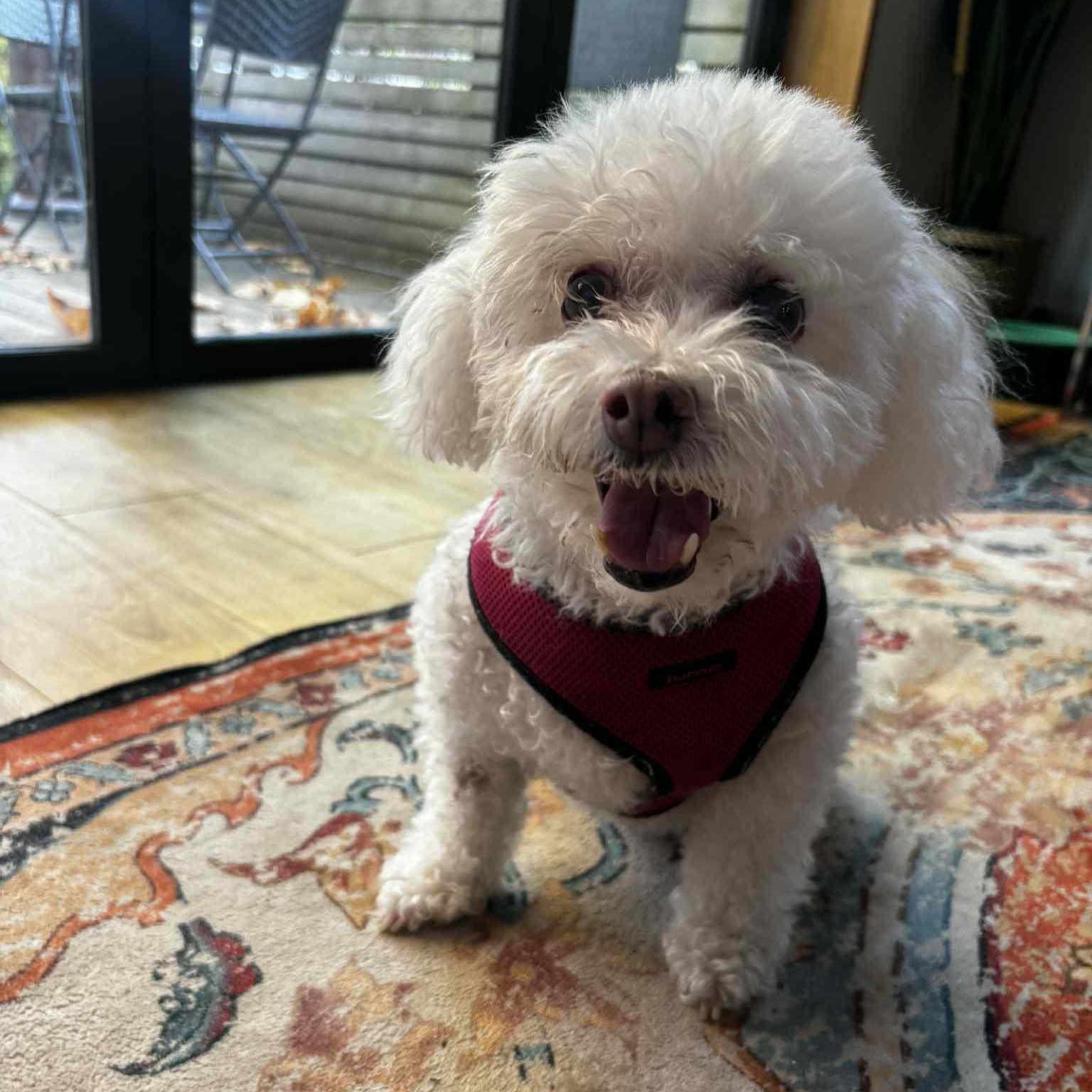 Maggie $99 ADOPTION FEE, a Adoptable mixed breed in Scarborough, ON image 5/6