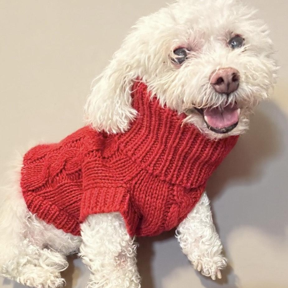 Maggie $99 ADOPTION FEE, a Adoptable mixed breed in Scarborough, ON image 6/6