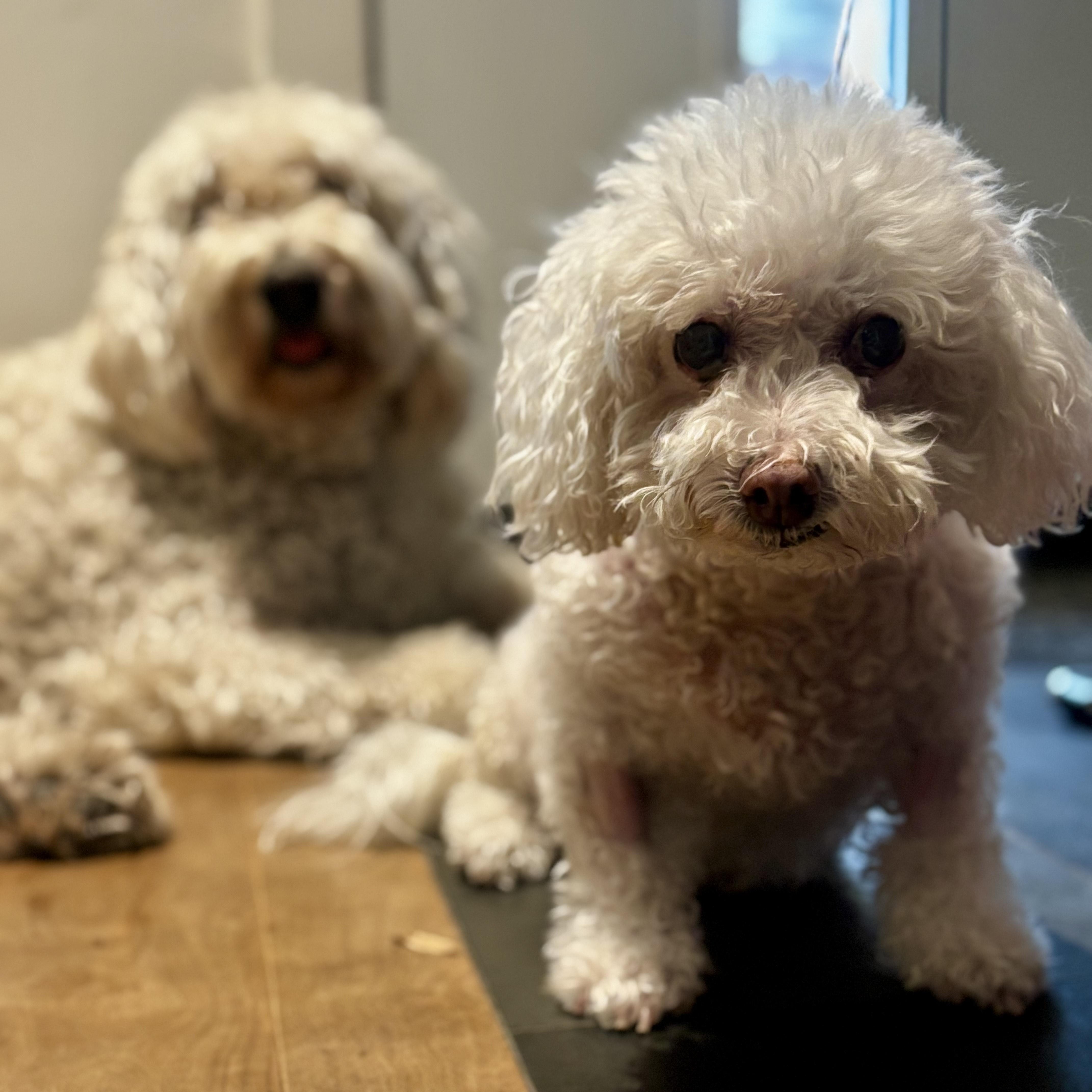 Maggie $99 ADOPTION FEE, a Adoptable mixed breed in Scarborough, ON image 4/6