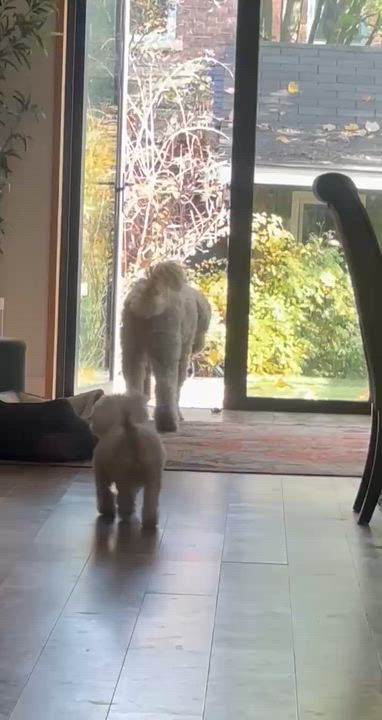 Enlarge Maggie $99 ADOPTION FEE, a Adoptable mixed breed in Scarborough, ON video 2/6