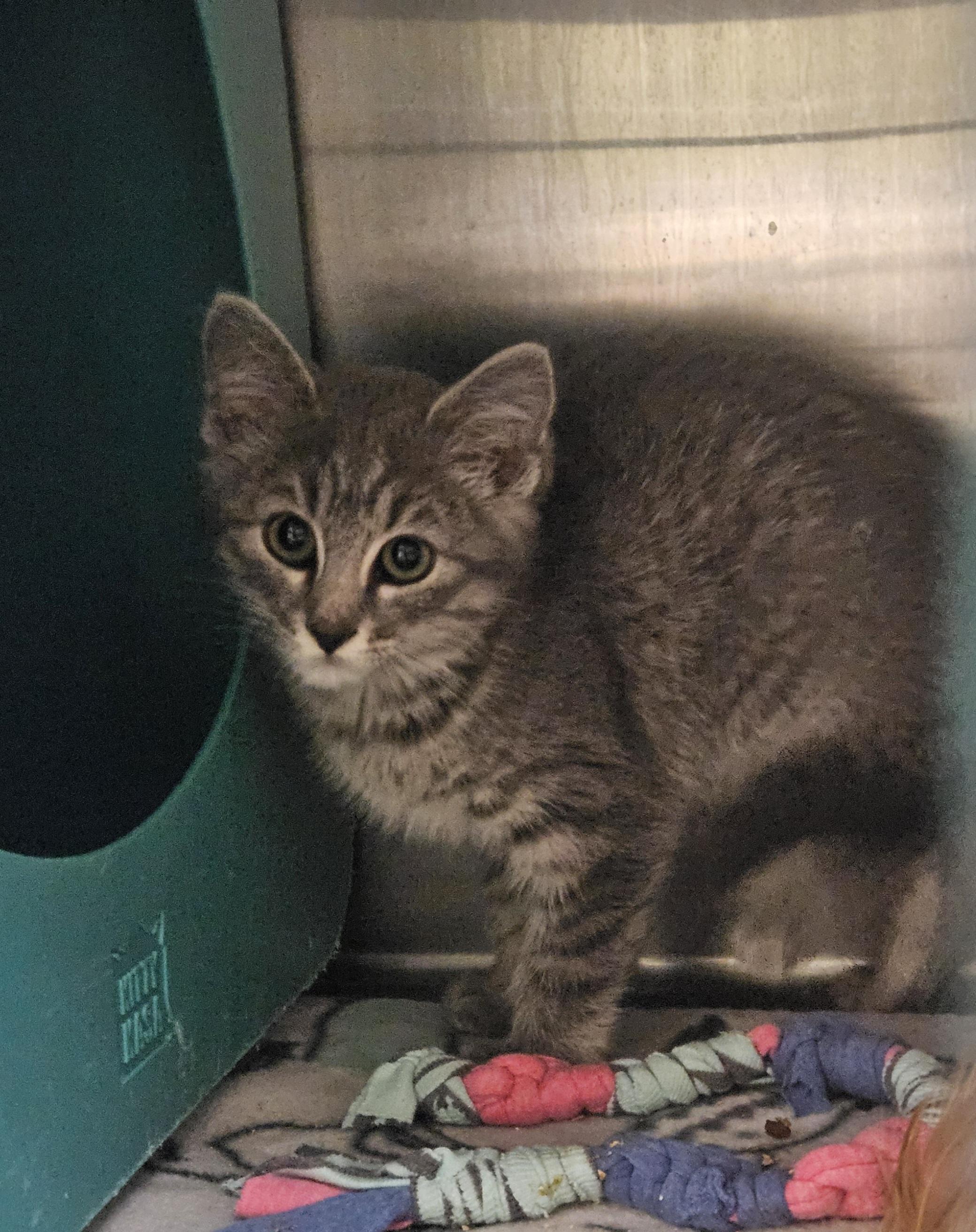 Mia, an adoptable Domestic Short Hair in Billings, MT, 59102 | Photo Image 1