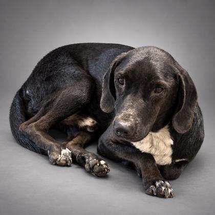 Dr. Pepper, Adoptable, Adult Male Hound & Mixed Breed.