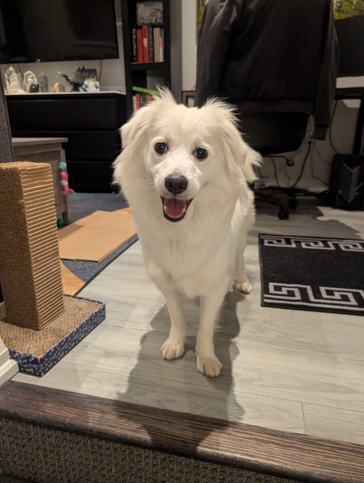 Enlarge Champ, a Adoptable mixed breed in Mississauga, ON image 5/6