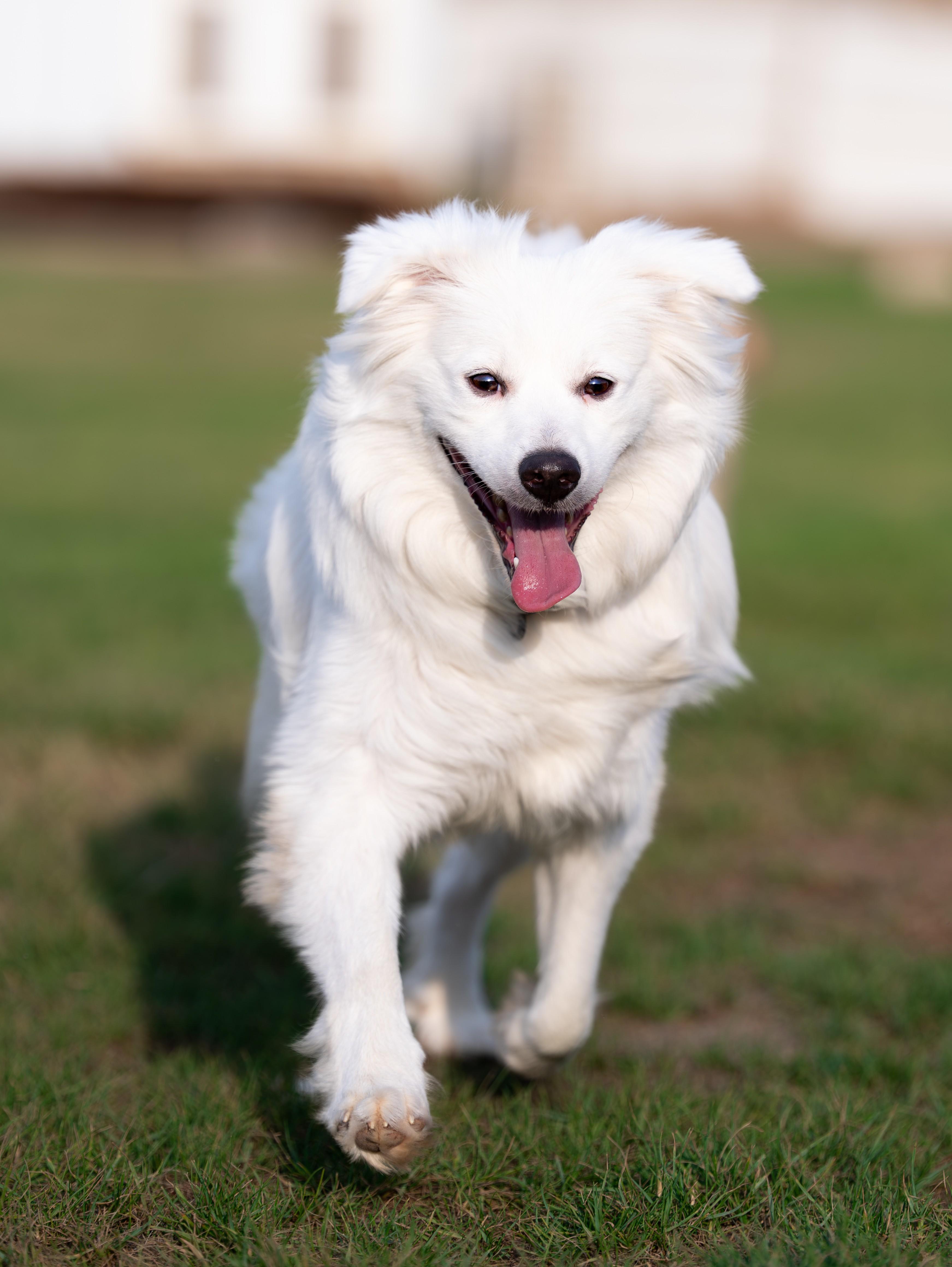 Enlarge Champ, a Adoptable mixed breed in Mississauga, ON image 2/6