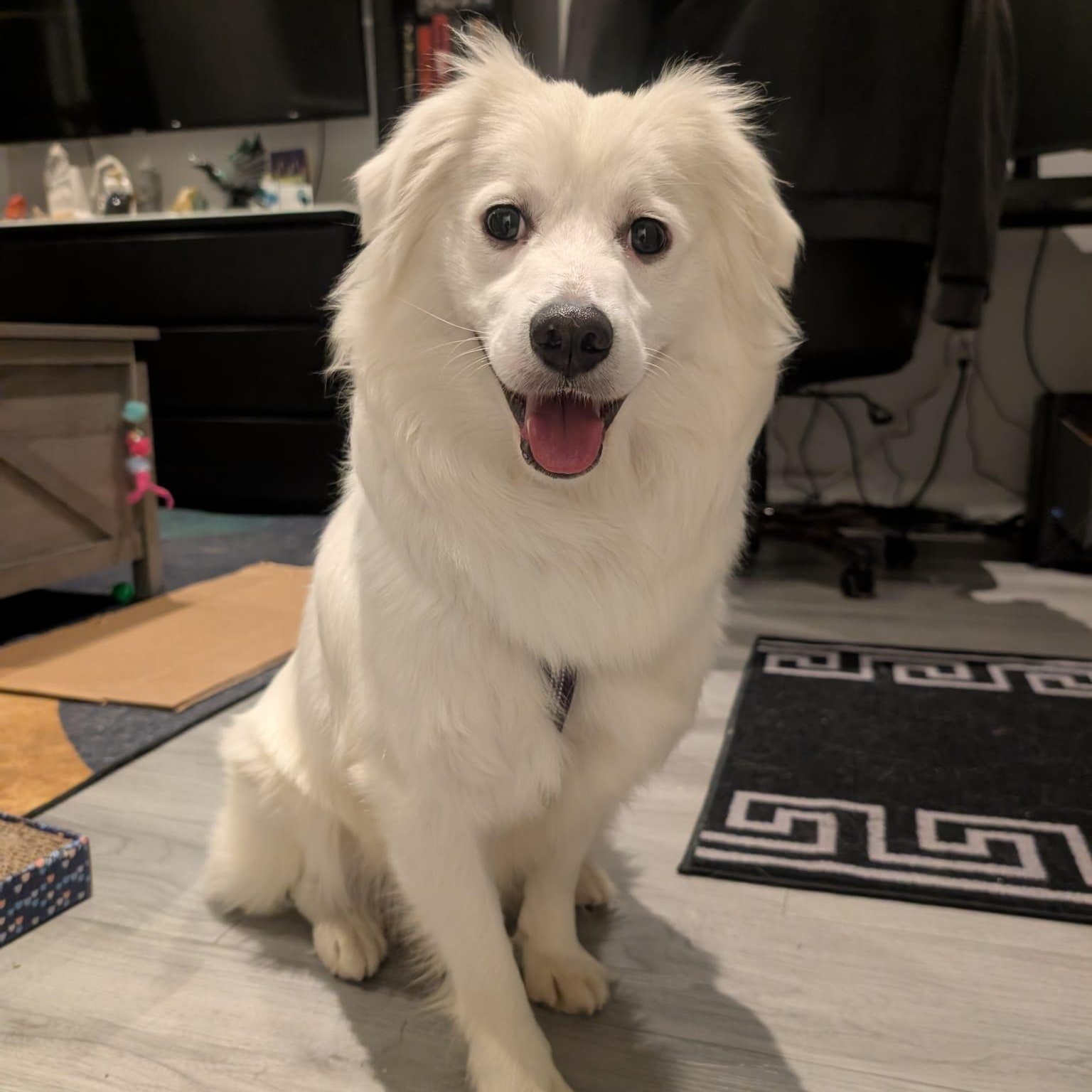 Champ, Adoptable, Young Male Spitz.