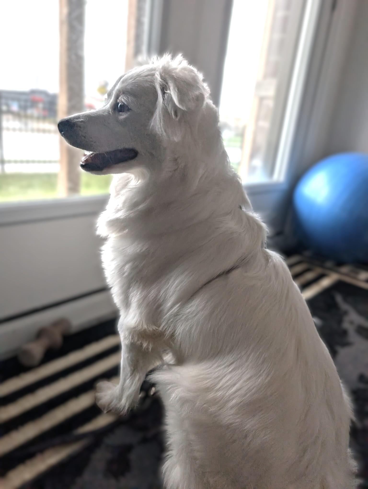 Enlarge Champ, a Adoptable mixed breed in Mississauga, ON image 4/6