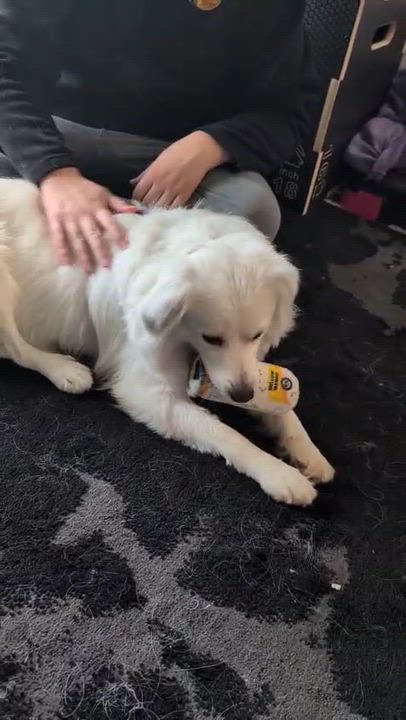 Enlarge Champ, a Adoptable mixed breed in Mississauga, ON video 6/6