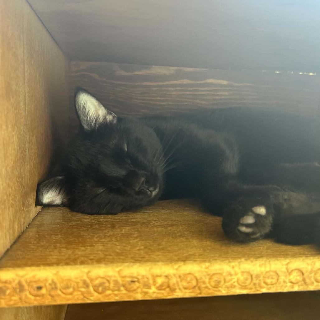 Onyx-3200, a Adoptable Domestic Short Hair in Tyler, TX image 1/2