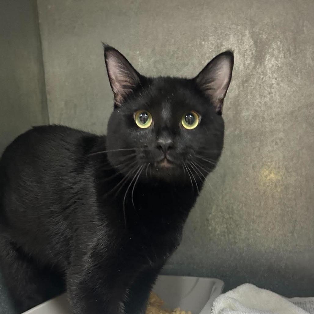 Onyx-3200, a Adoptable Domestic Short Hair in Tyler, TX image 2/2