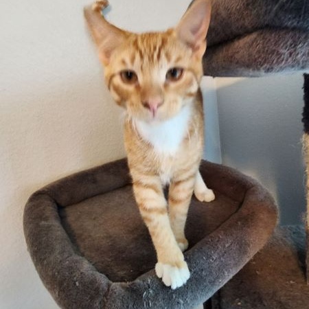 Enlarge CINNAMON, a Adoptable Tabby in Flint, TX image 4/5