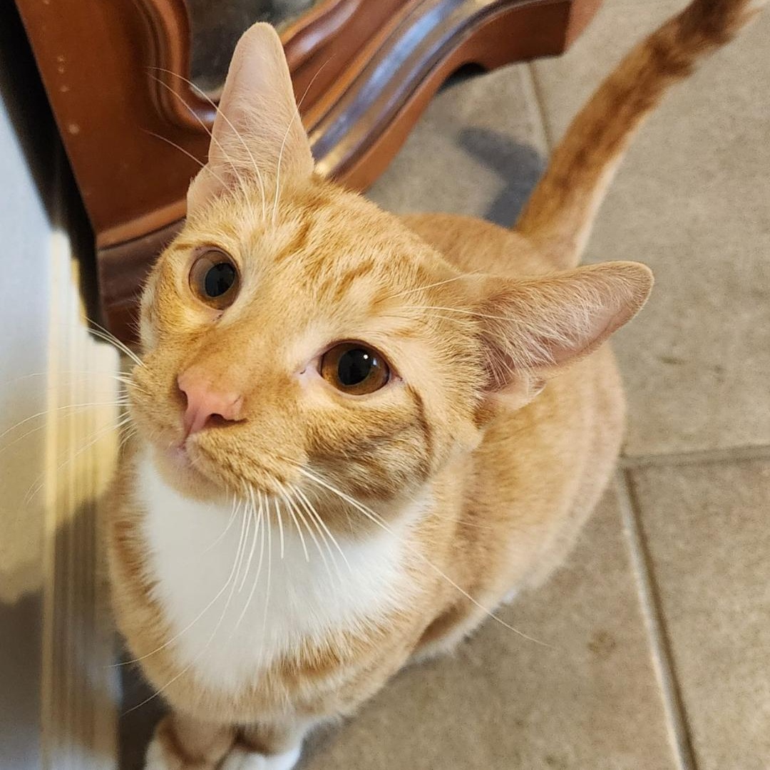 Enlarge CINNAMON, a Adoptable Tabby in Flint, TX image 2/5