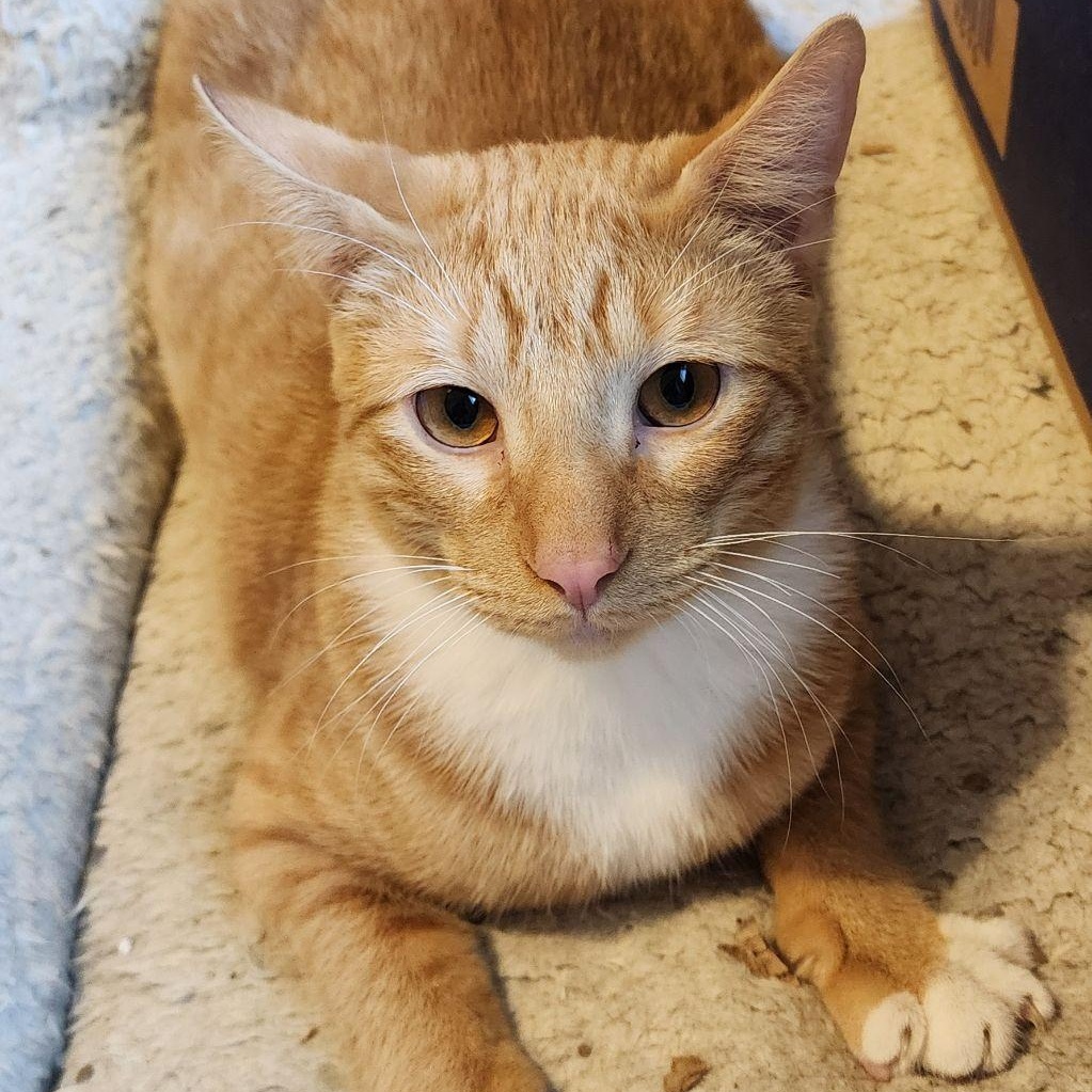 Enlarge CINNAMON, a Adoptable Tabby in Flint, TX image 3/5