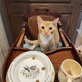 Enlarge CINNAMON, a Adoptable Tabby in Flint, TX image 5/5