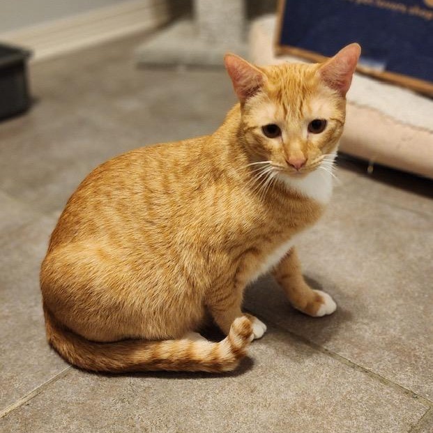CINNAMON, Adoptable, Young Male Tabby.
