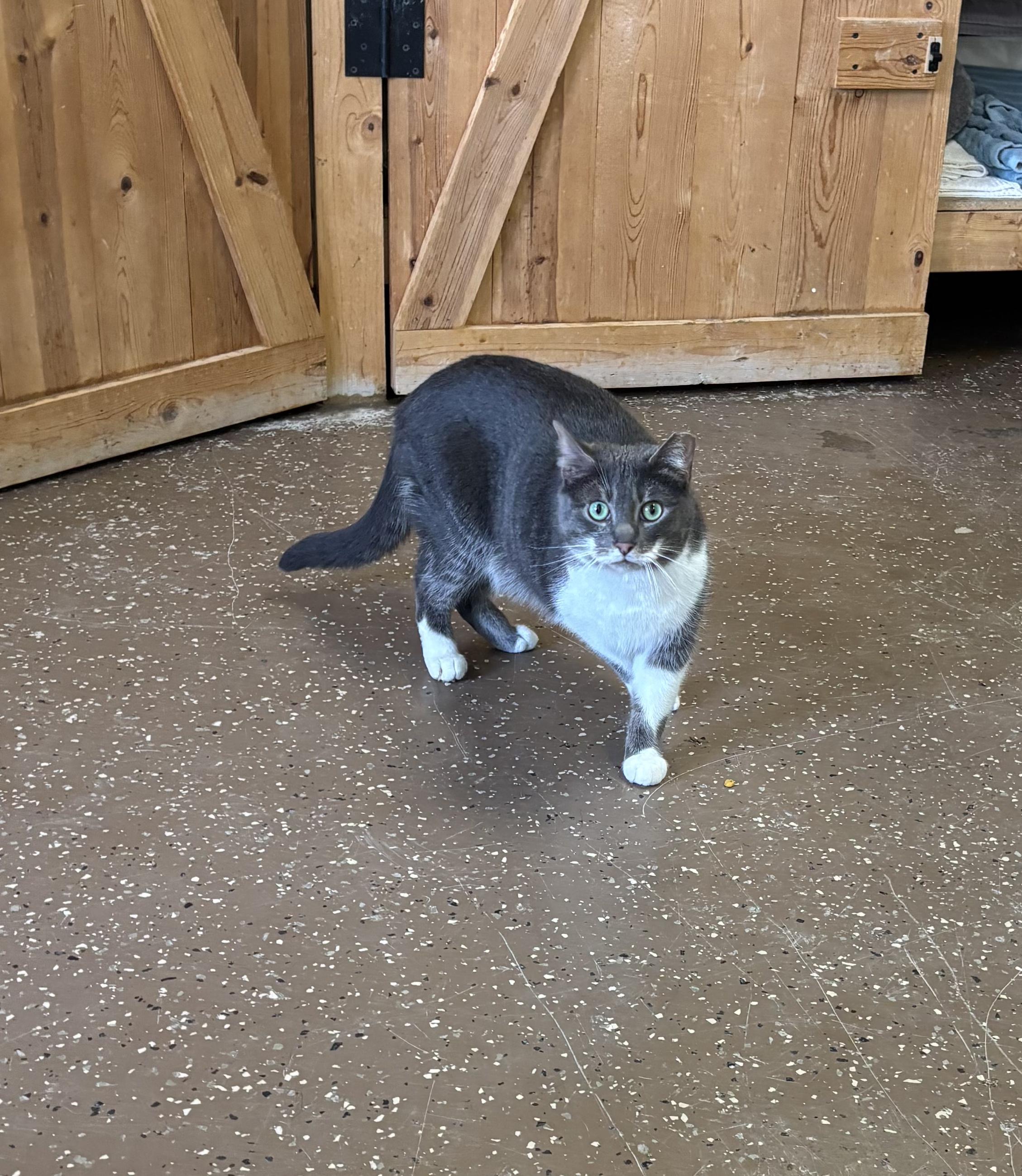 Maverick, ADOPTABLE, Adult Male Domestic Short Hair.